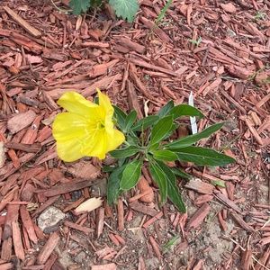 Meet your Posher, Ally